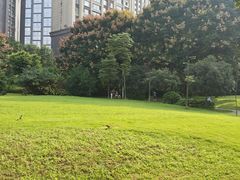 -成都市活水公园