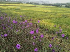 -光明小镇欢乐田园