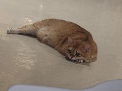 -藏猫猫咖啡主题馆(中央大道店)