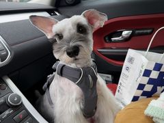 -帕帕拉兹宠物(亚洲旗舰店)