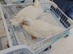 -怪兽屋·羊驼·猫咖·狗咖(俊华广场店)