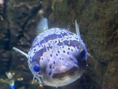 -梦幻海洋王国(吾悦广场张家港店)