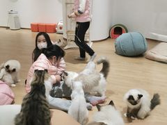 -1013 PET SHOP精品宠物商店(丁香店)
