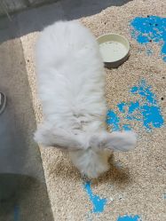 -神奇动物撸宠馆·羊驼·小浣熊·异宠(豫园店)