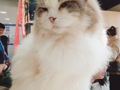 -猫小院猫主题餐厅(南锣旗舰店)