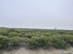 -北海金海湾红树林生态旅游区