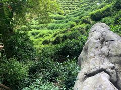 -十八棵（老龙井）御茶园(老龙井店)