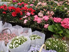 -三圣花乡旅游区