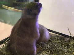-昆明大悦城未来动物城(螺蛳湾中心店)