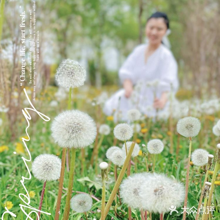 小众的秘密花园—会飞的蒲公英花海