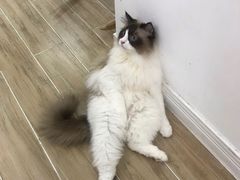-李小姐の猫咖啡馆(五角场店)
