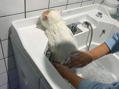 -老吴的猫·猫舍(新区店)