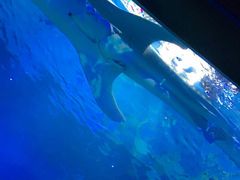 -烟台海昌鲸鲨海洋公园