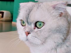 -飞行喵MR PILOT|猫舍·猫咖(静安大融城店)