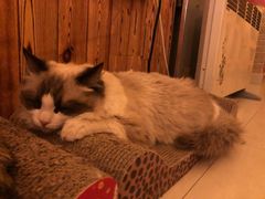 -名猫咖啡馆·撸猫·拼豆