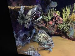 -上海海洋水族馆