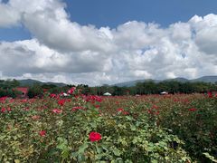 -亚龙湾国际玫瑰谷