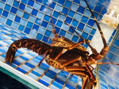 -睿柏云酒店-餐厅