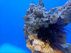 -海合安武汉极地海洋公园