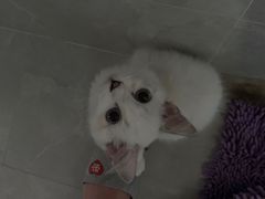 -Bastet sally猫舍购宠(静安店)