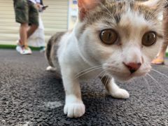 -老宅原住民沙茶面精品小吃(龙头路店)