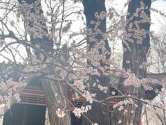 -碑林公园