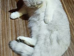 -猫色咖啡·猫咖
