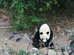 熊猫-成都大熊猫繁育研究基地