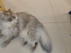 -平行世界·猫咖(首经贸店)