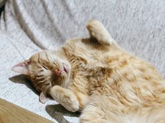 -藏猫猫咖啡主题馆(中央大道店)