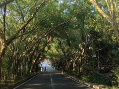 -大屏嶂森林公园