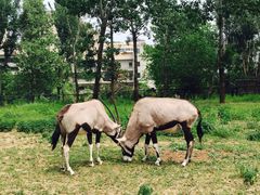 -大连森林动物园