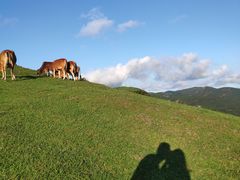 -大姆山草场