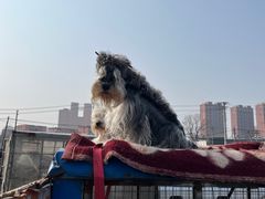 -八家子宠物市场
