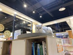 -藏猫猫咖啡主题馆(中央大道店)