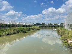 -马陆小张葡萄园农家乐