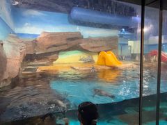 -海合安武汉极地海洋公园