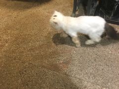 -more than meow吴止猫主题餐厅(承德 中船汇店)