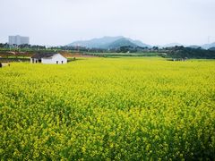 -光明小镇欢乐田园