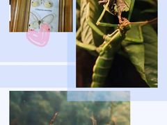-上海大自然野生昆虫馆(东方明珠·爬宠昆虫探索中心)