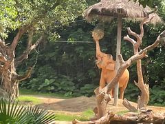 -广州长隆野生动物世界