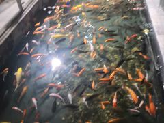 -麦当劳(三亚凤凰机场店)