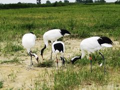 -盐城丹顶鹤湿地生态旅游区