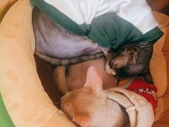 -猫在这儿猫咪咖啡馆·撸猫馆