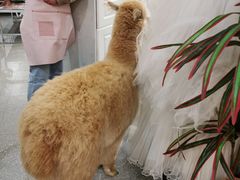 -共舞时光猫咖·狗咖(新街口店)