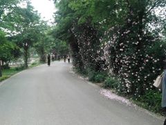-鹅湖玫瑰文化园