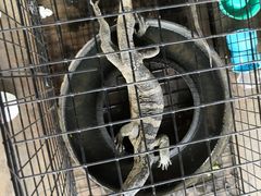 -洞里萨湖