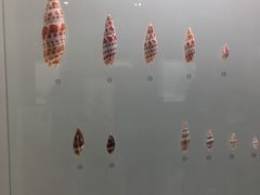 -青岛贝壳博物馆
