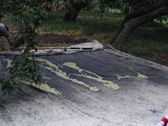 -御林古桑园
