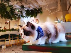-喵喵咪呀布偶猫咖(春熙路店)